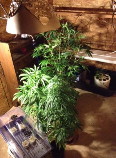 Plantación de marihuana casera