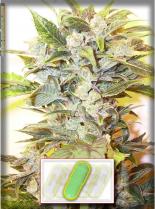 Auto Oil Auto | Rel: AngelmaticMinistry of Cannabis