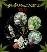 Indica mix H green house   colores | Rel: Sativa/Indica mix B green house  colores