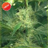 King's Kush | Rel: Sativa mix green house  colores