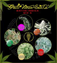 Sativa/Indica mix A green house  colores