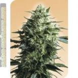 Mothers Finest | Rel: Mexican Sativa