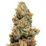 Pineapple Chunk | Rel: Dr Grinspoon