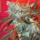 White Widow Female S.-  | Rel: Skunk Special