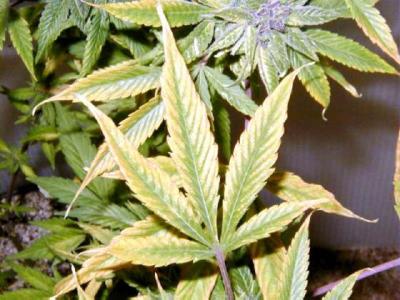 Falta de potasio cannabis