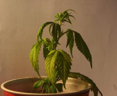 Falta de riego de la planta de marihuana